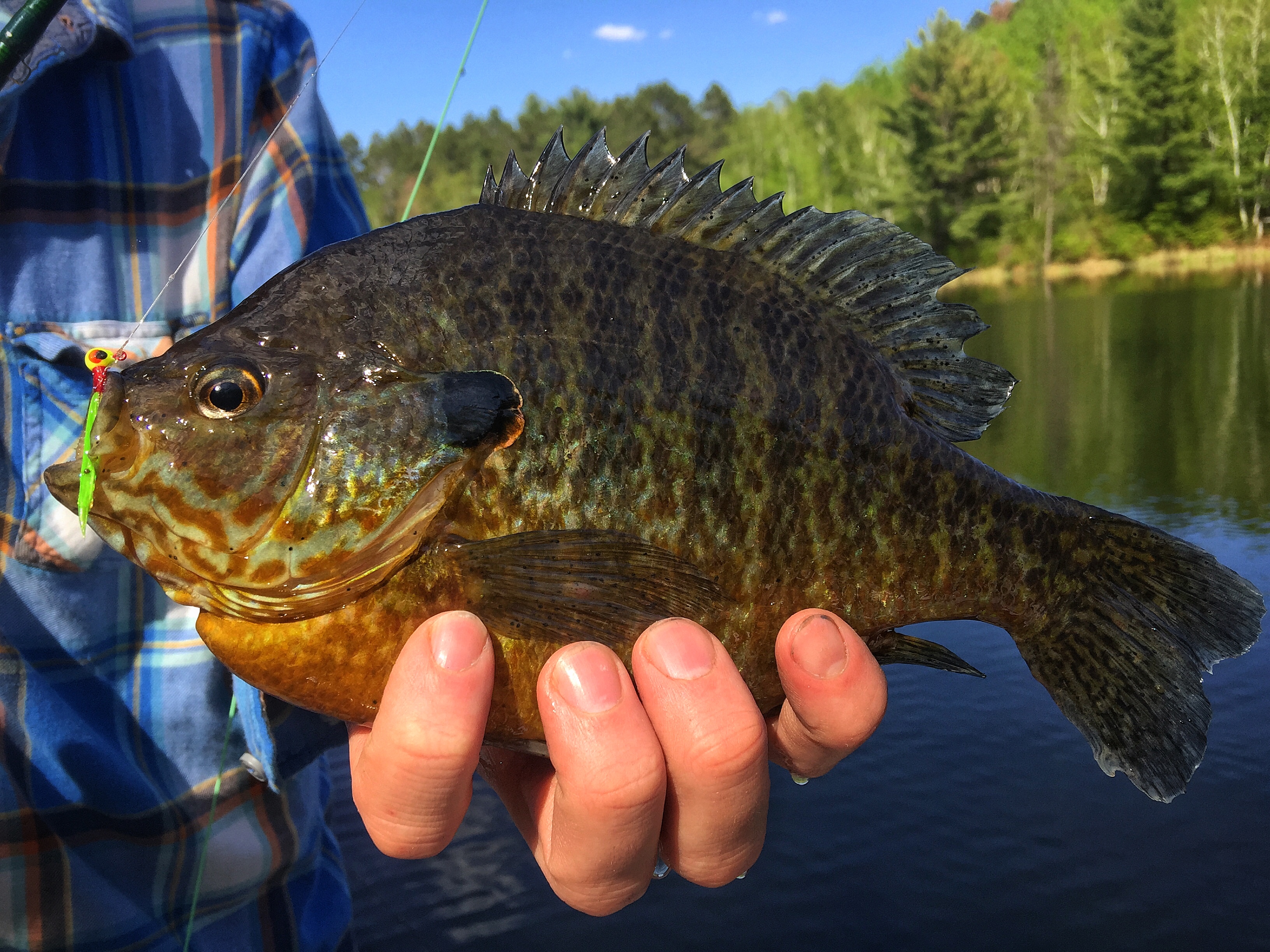 Best Sunfish Rig Pre-Spawn Sunfish Rigging Tactics β 'Sota Boy Adventures